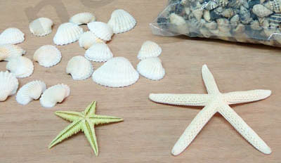 koxylia asteries copy image
