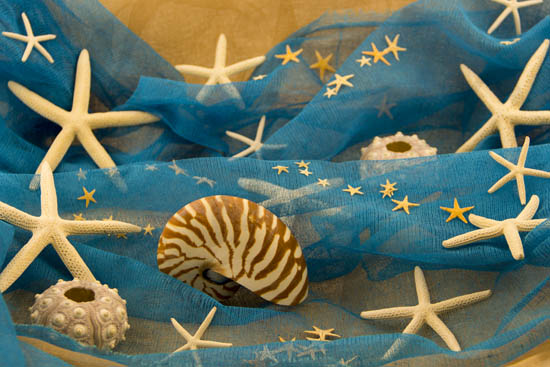IMG_2774 asteries copy